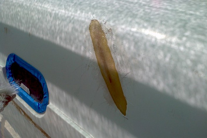 tms-marine-service-cat-lazy-linda-009